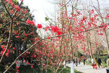 海棠花