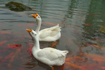 锦鲤池的大白鹅