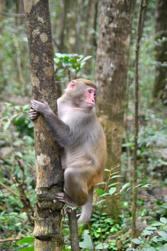 原始森林里生活的野生猕猴