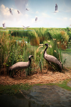 湿地灰鹤