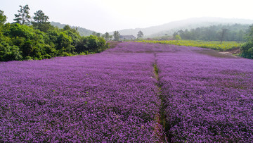 花海