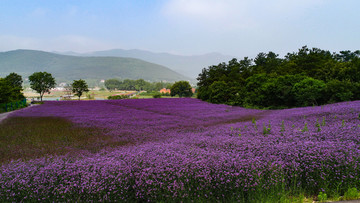 花海