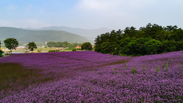 花海