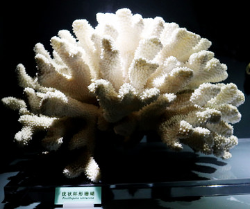疣状杯形珊瑚