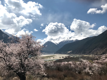 西藏桃花开