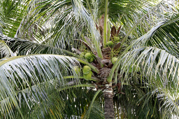 椰树椰果