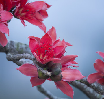 木棉花