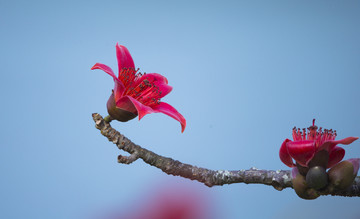 木棉花