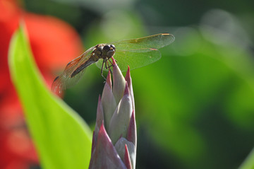 蜻蜓