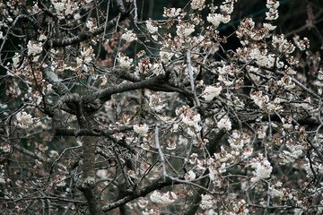 樱桃花树