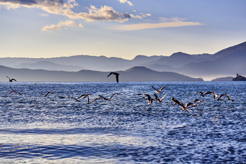 泸沽湖海鸥