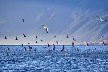 泸沽湖海鸥