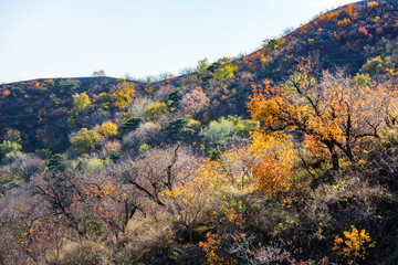 香山