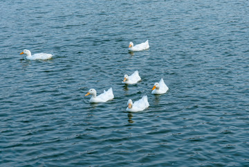 绿色湖面的一群鸭子