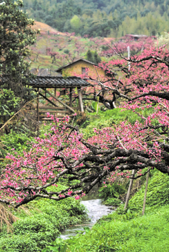 桃花源