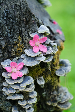 桃花源