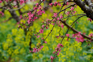 桃花源