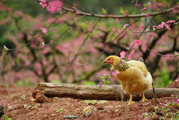 桃花源