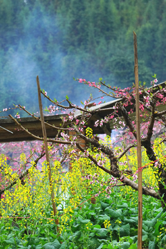 桃花源