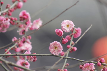 桃花闹枝头