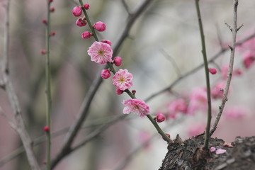 花枝俏