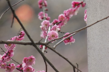 花枝俏