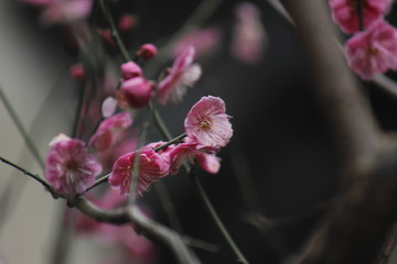 花枝俏