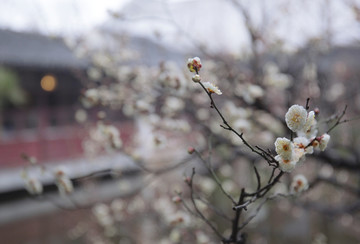 古建筑梅花