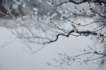 湖水梅花