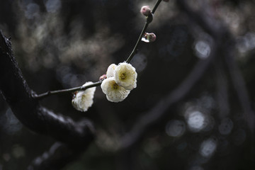 水墨梅花