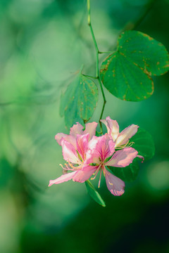 紫荆花竖幅