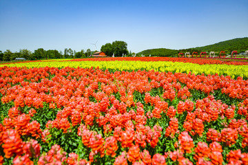 花海