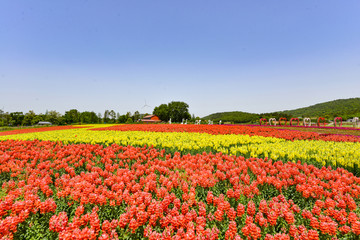 花海