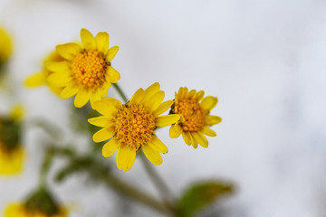 野菊花