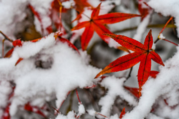 银杏叶枫叶雪