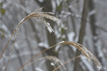 银杏叶枫叶雪