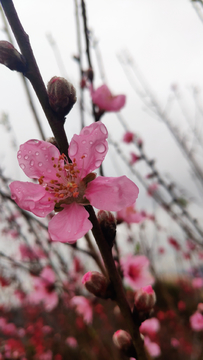 赏桃花