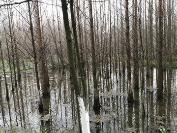 崇州桤木河湿地公园