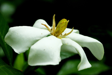 栀子花