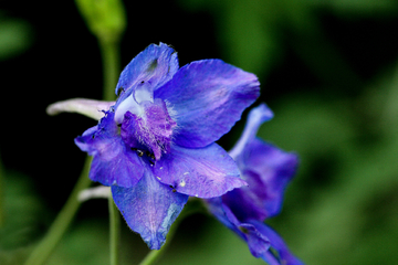 鸽子花