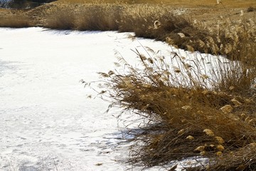 芦苇白雪