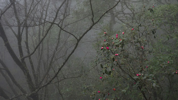 武功山全叶红花油茶