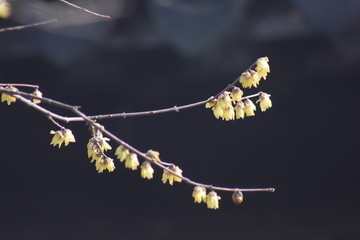 迎春花儿开