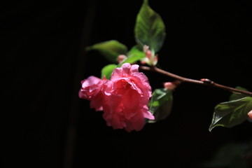 樱花9