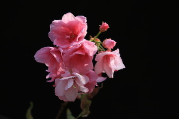 樱花1