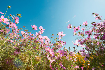 格桑花仰拍