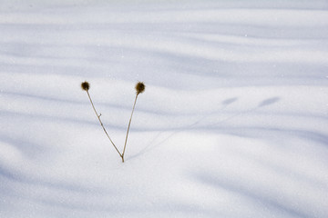 冬季雪地荒草