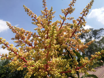 芒果花开