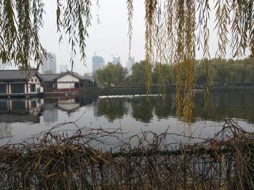 湖边风景树