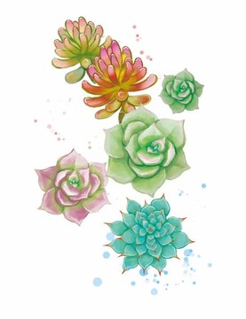 手繪插畫多肉植物組合